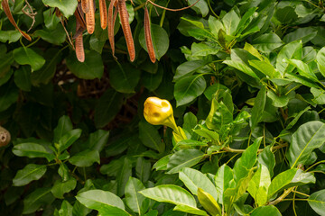 Solandra maxima is a flowering plant in the Solanaceae family. It is also known as cup of gold...