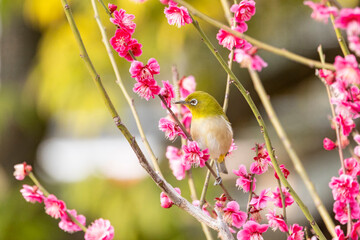 開花した梅の木の枝にとまるメジロ