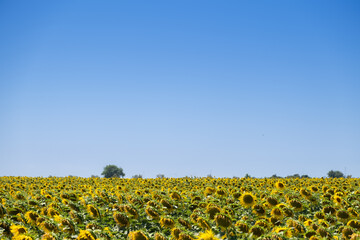 Panoramic landscape with A huge ecological and sustainable field of sunflowers, a big tree and a big blue sky in southern Spain. Concept of agriculture and nature for food production