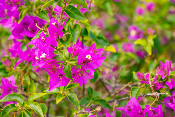 selectively focused, the pink bougenvilea flower plant is a popular houseplant.  Its beauty comes from the sheath of flowers which are brightly colored and attract attention because they grow thickly