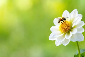 A bee rests atop a beautiful white flower in sunlight