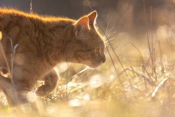 Rote Katze im goldenen Licht
