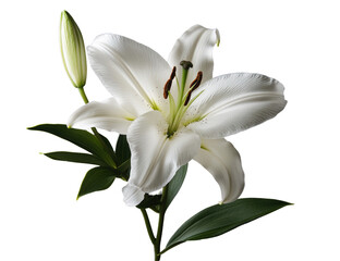 Obraz premium Close-up of a pristine white lily with a bud