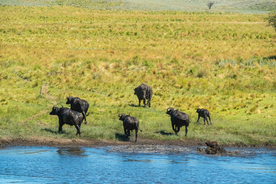 Water buffalo, Bubalus bubalis, species introduced in Argentina, La Pampa province, Patagonia.