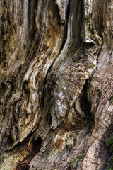 Close-up of the texture of a very old, partly decayed beech (Fagus sylvatica). Rough surface of old tree trunk. Nature background. Vertical