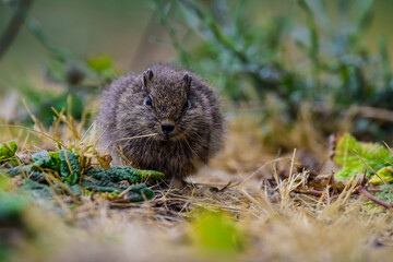 Desert Cavi, Lihue Calel National Park, La Pampa Province, Patagonia , Argentina