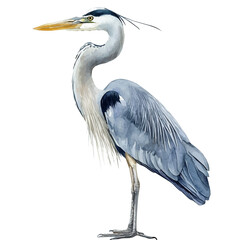 Heron, watercolor vector, isolated on a white background.