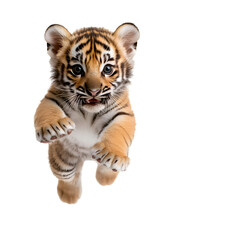 Obraz premium Adorable tiger cub in mid-leap, radiating energy and playful charm. A captivating image of youthful wildness. The cub's playful nature shines.