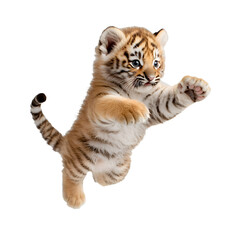 Fototapeta premium Adorable tiger cub in mid-air, paws outstretched, ready to pounce, showcasing its playful and energetic nature on a stark black backdrop.