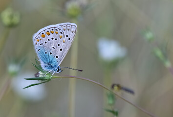 wildlife photos. photos of butterflies in natural areas.