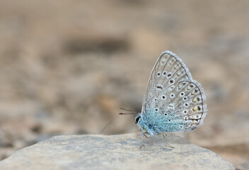 wildlife photos. photos of butterflies in natural areas.