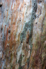 Tree bark texture.Wood background