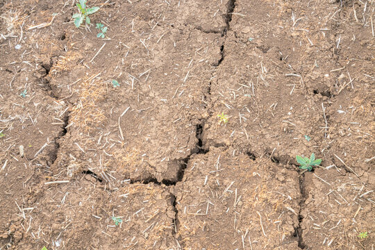 Drought soil cracks, Cracked earth: Dry earth shows cracks after a drought in fields due to hot weather today.