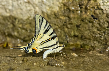 wild animals.photos of various butterflies.