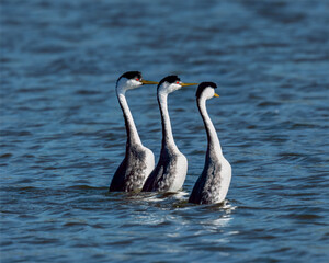 Male and female Western Grebes (Aechmophorus occidentalis) performing their iconic 