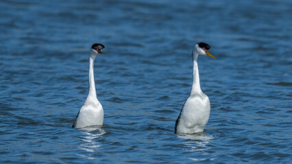 Male and female Western Grebes (Aechmophorus occidentalis) performing their iconic 