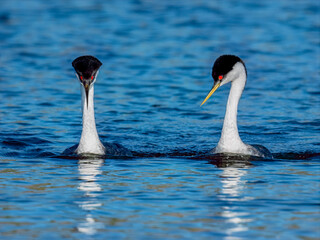Male and female Western Grebes (Aechmophorus occidentalis) performing their iconic 