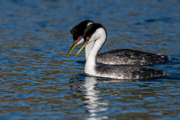 Male and female Western Grebes (Aechmophorus occidentalis) performing their iconic "rushing" courtship dance