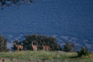 Majestic stag leading two hinds through nature