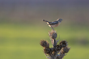Small bird on a thistle with golden evening light