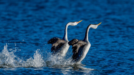 Fototapeta premium Male and female Western Grebes (Aechmophorus occidentalis) performing their iconic 