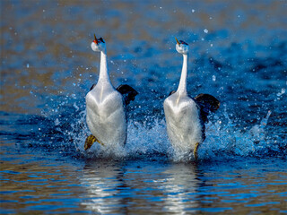 Male and female Western Grebes (Aechmophorus occidentalis) performing their iconic "rushing" courtship dance