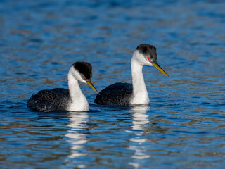 Male and female Western Grebes (Aechmophorus occidentalis) performing their iconic 