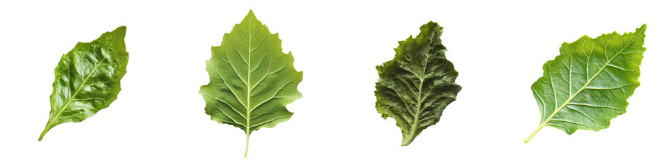 Four varied green leaves showcasing distinct textures and shapes.