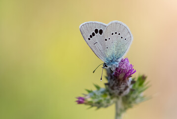 flowers and butterfly in natural life