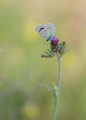 flowers and butterfly in natural life