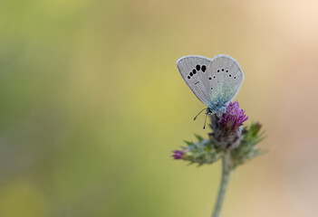 flowers and butterfly in natural life