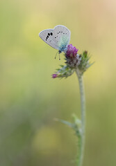 flowers and butterfly in natural life