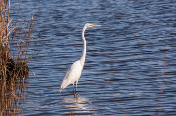 Looking for Breakfast