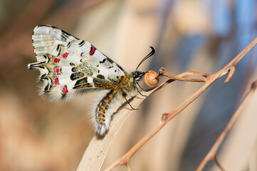 photos of butterflies from wildlife and nature