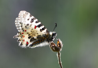 photos of butterflies from wildlife and nature