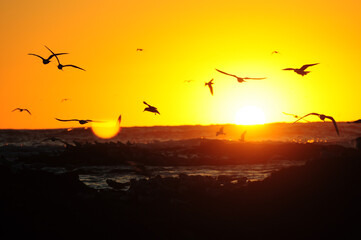 Seagulls glide over ocean at sunrise, painting sky in golden hues