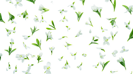 White Snowdrop Flowers Falling on Transparent Background, PNG