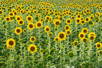 yellow flowers, agricultural products. photos of sunflowers.