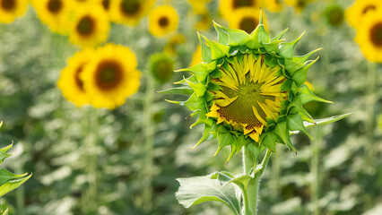 yellow flowers, agricultural products. photos of sunflowers.