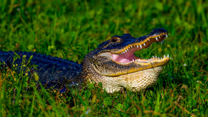 American Alligator (Alligator mississippiensis) basking in the sun showing his teeth in a wide open mouth
