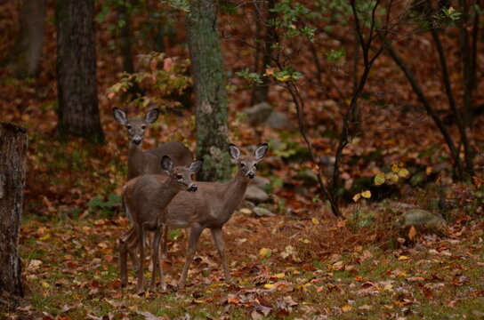 deer in woods 
