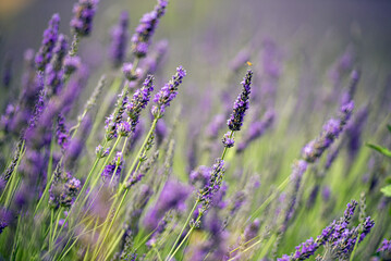 Campi di lavanda in Provenza, Altipiano di Valensole, Luglio, Francia