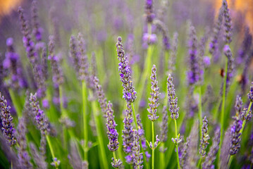Campi di lavanda in Provenza, Altipiano di Valensole, Luglio, Francia