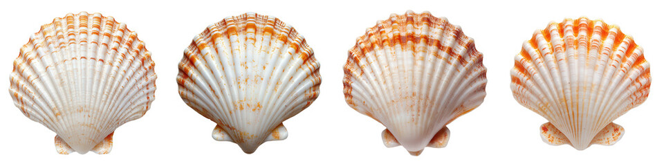 Obraz premium Four ribbed scallop shells showing orange stripes.
