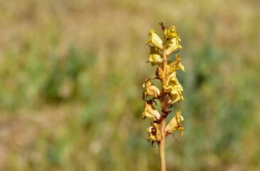 wild flowers, photos of the Orobanche plant.