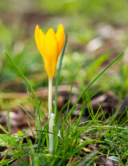 photos of wildflowers, yellow Crocus