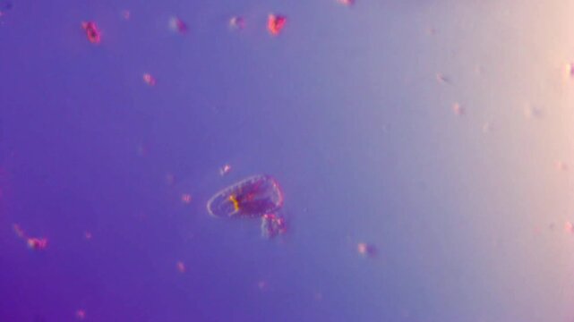 Freshwater Diatom glides under DIC microscope-400x magnification phytoplankton in freshwater, differential interference contrast microscopic footage of microorganisms in pond water single cell