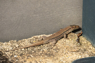 lizard on the stone