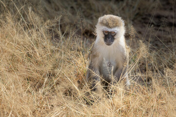Vervet Monkey in Dry Grass