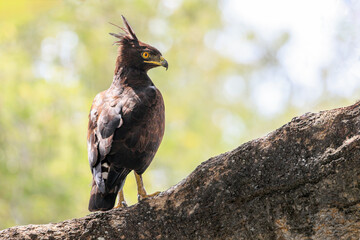 Crowned eagle perched on a branch